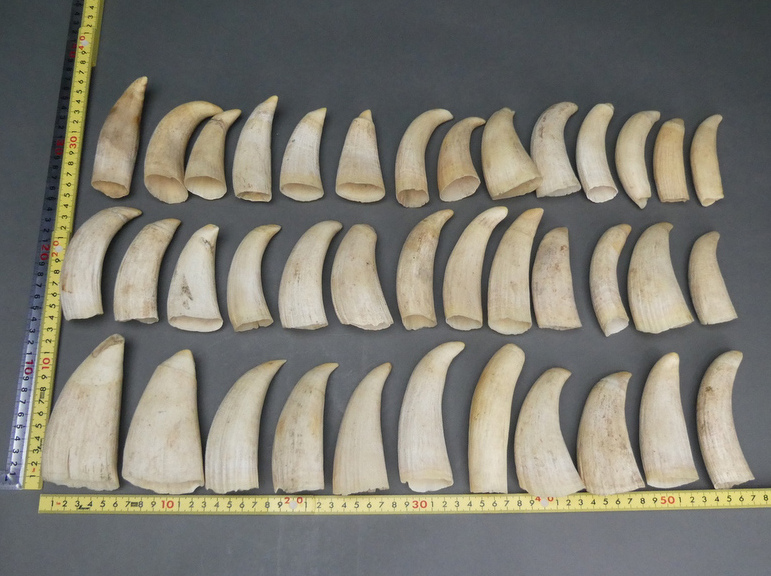 マッコウクジラ38点