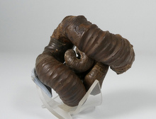 アンモナイト ニッポニテス