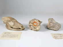 頭骨 メソヒップス他