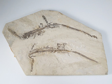 メソサウルス 2頭