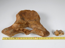 マンモス 椎骨他