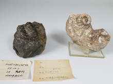 ニッポニテス・ムラモトセラス