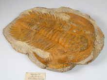 アカドパラドキシデス