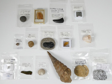 三葉虫 アンモナイト他