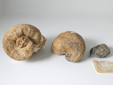 アンモナイト バルネエンシス他