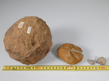 ウミユリ ウニ他