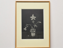 「コップに挿したアンコリの花」銅版画