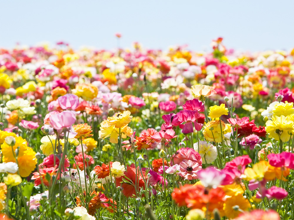 三岸節子の代表作