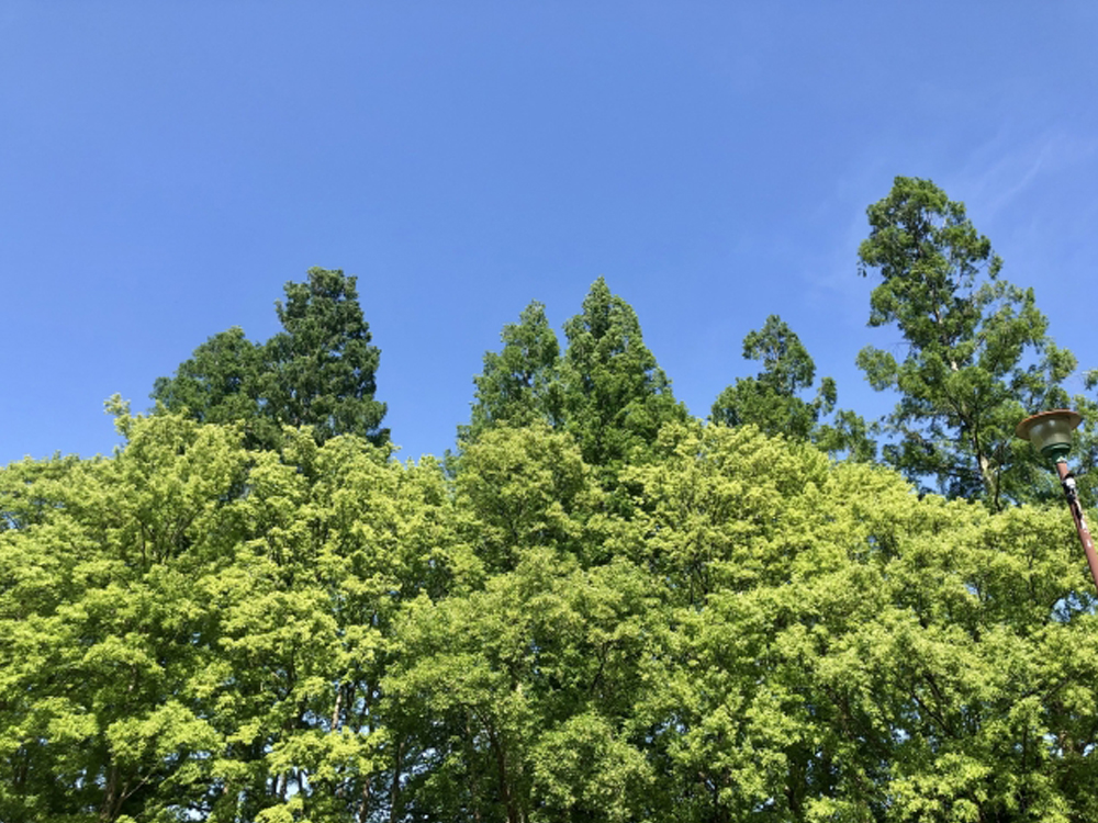 北投石とは？