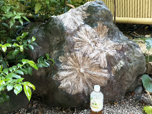 菊花石